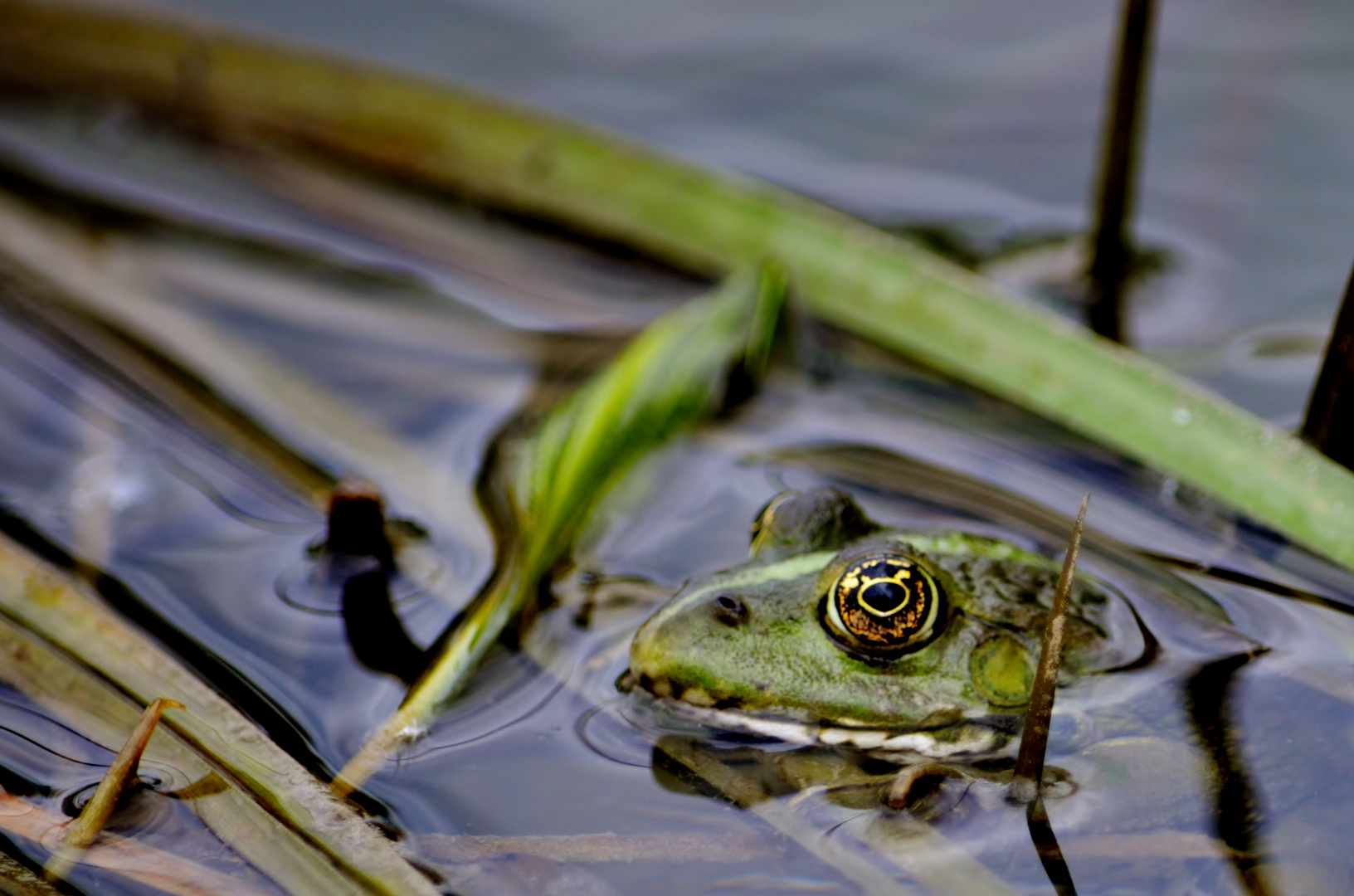 Grenouille verte