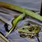 Grenouille verte