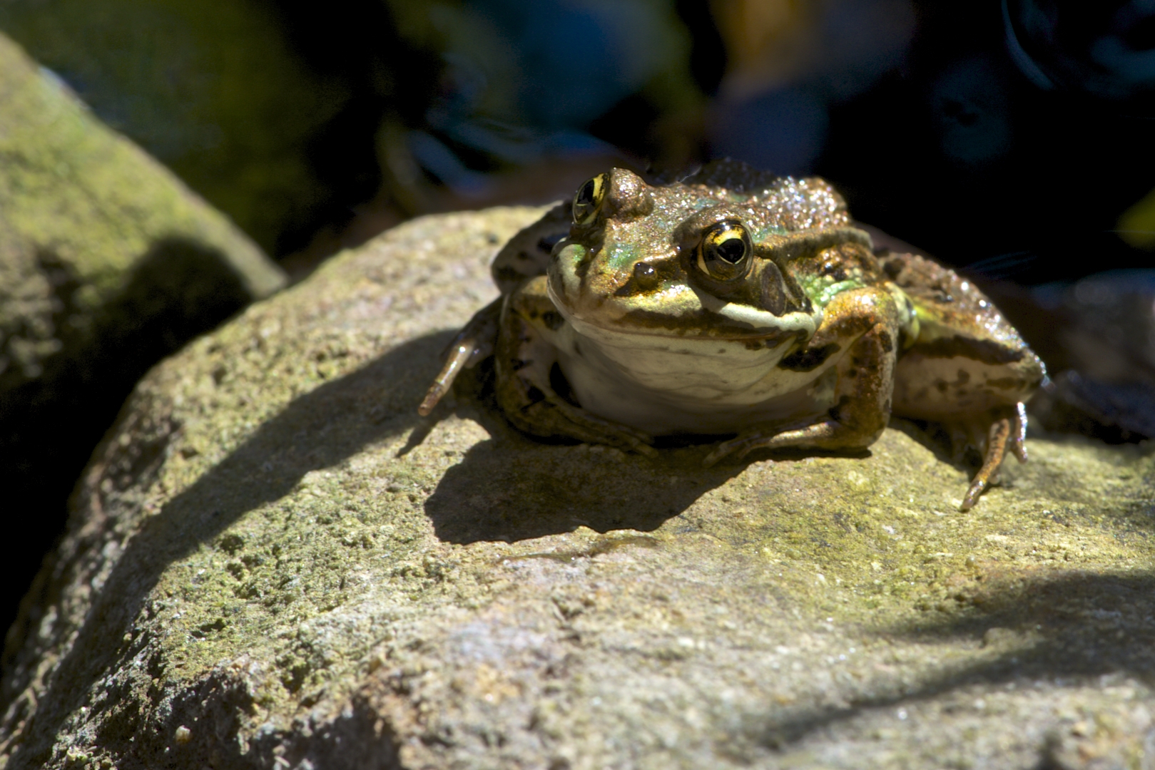 Grenouille Verte 1