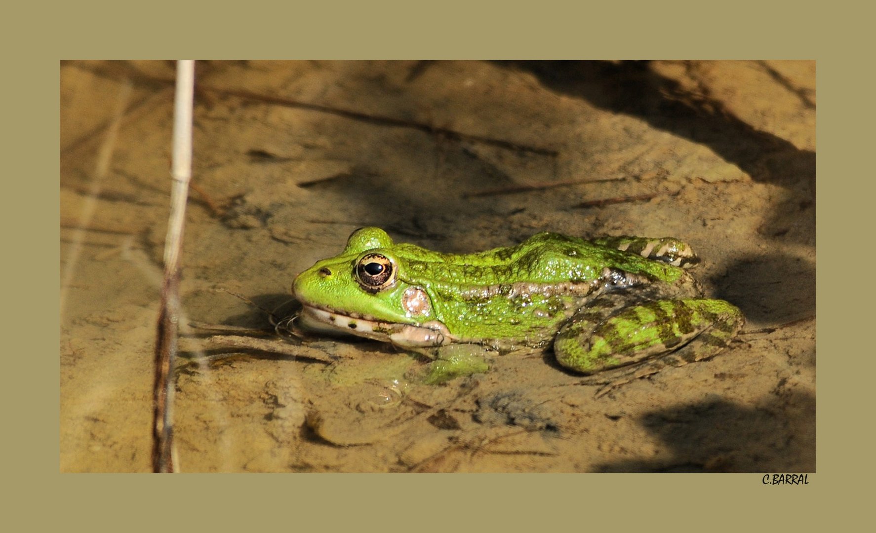 Grenouille verte