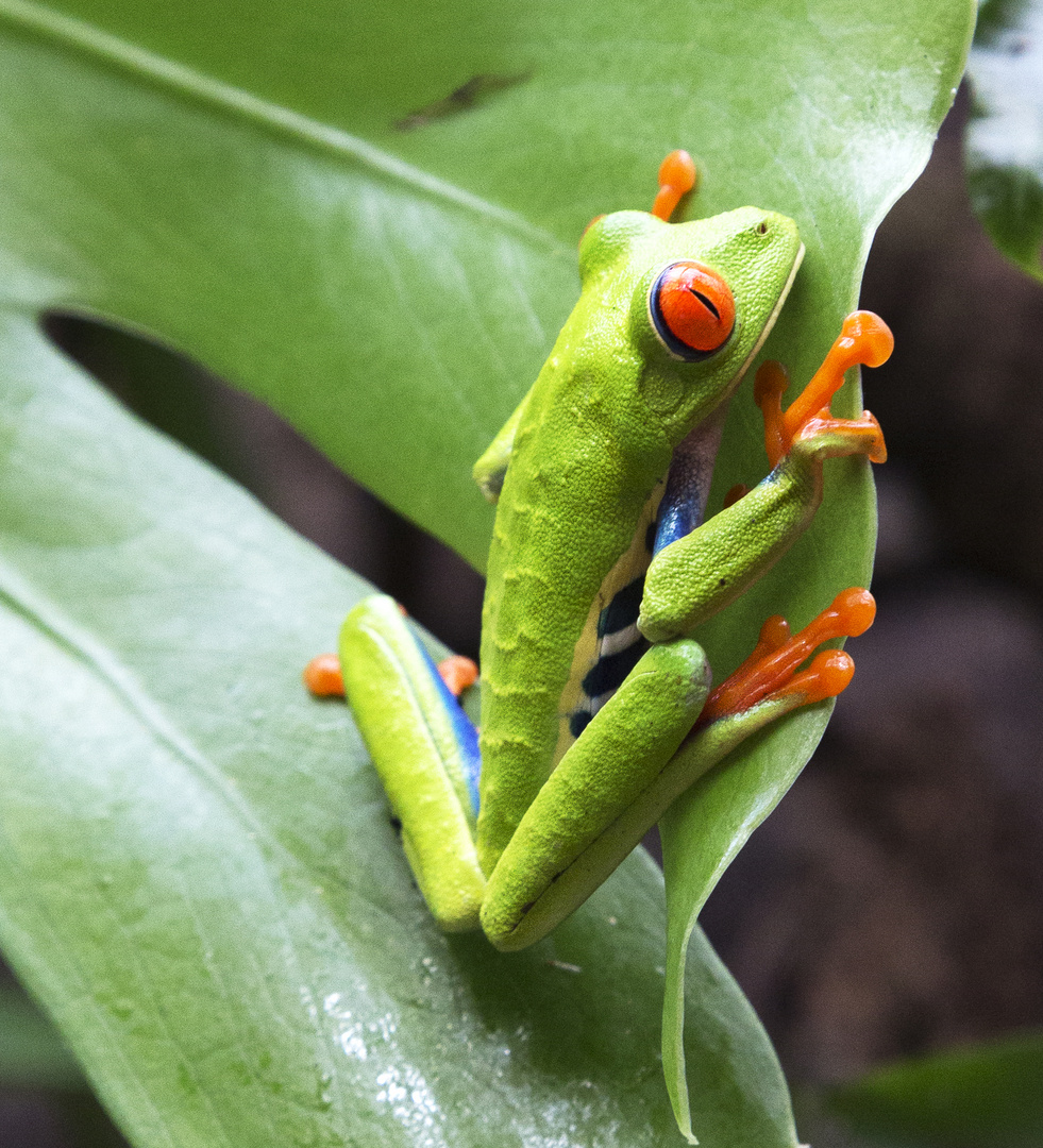 Grenouille verte aux yeux rouges.