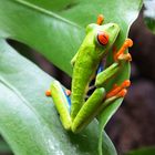 Grenouille verte aux yeux rouges.