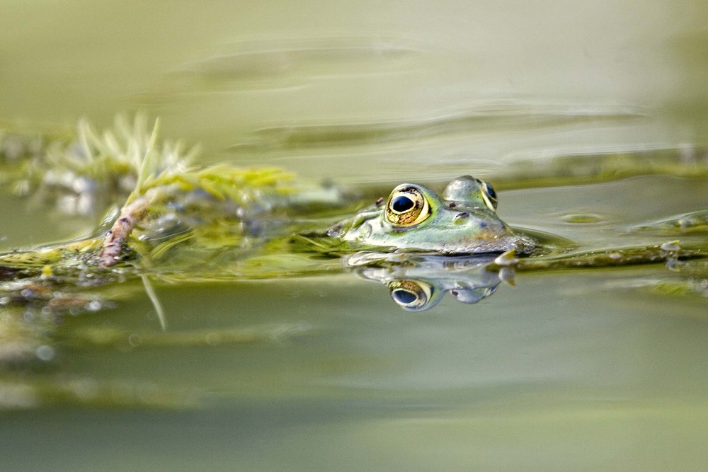 Grenouille verte