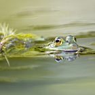 Grenouille verte