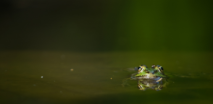 grenouille verte