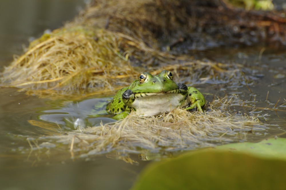 Grenouille verte coassant