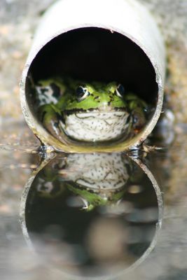 Grenouille verte dans un tuyau