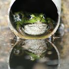 Grenouille verte dans un tuyau