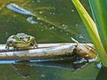 grenouille verte (Rana Kl esculenta) de ntali 