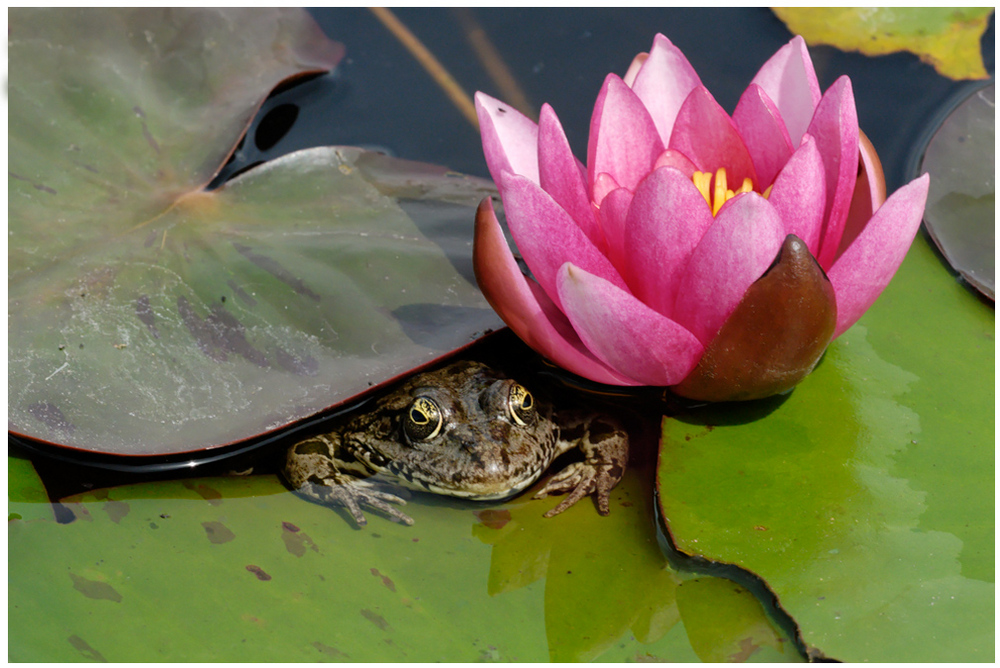 Grenouille verte sous nénuphars_02