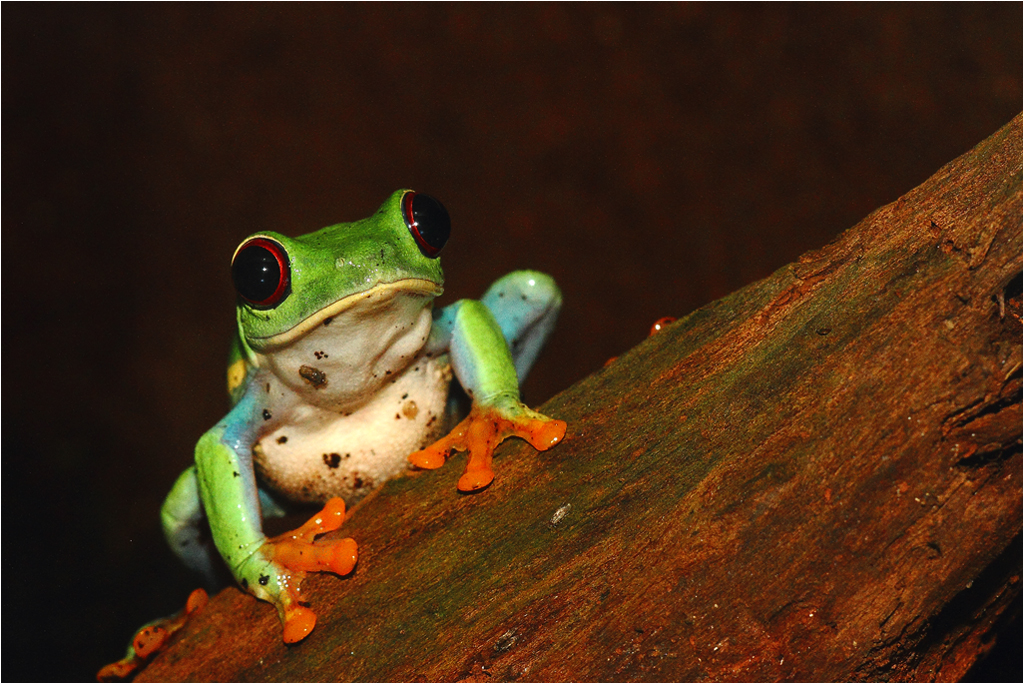 Grenouilles à yeux rouges (Agalychnis callidryas)