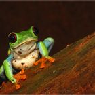 Grenouilles à yeux rouges (Agalychnis callidryas)