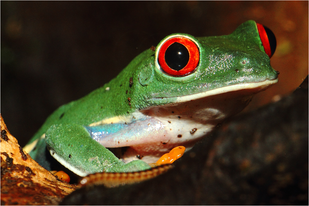 Grenouilles à yeux rouges