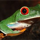 Grenouilles à yeux rouges