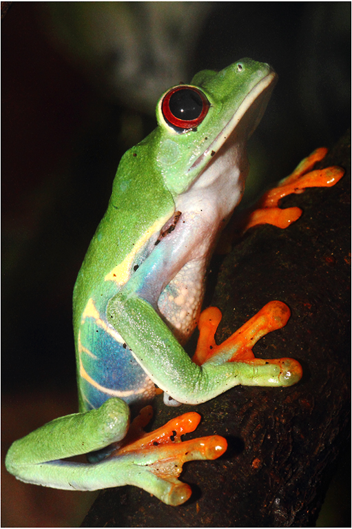 Grenouilles à yeux rouges en équilibre