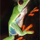 Grenouilles à yeux rouges en équilibre