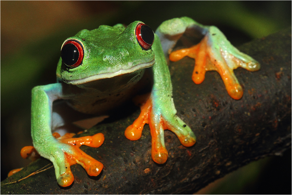 Grenouilles à yeux rouges vue de face