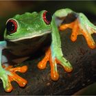 Grenouilles à yeux rouges vue de face