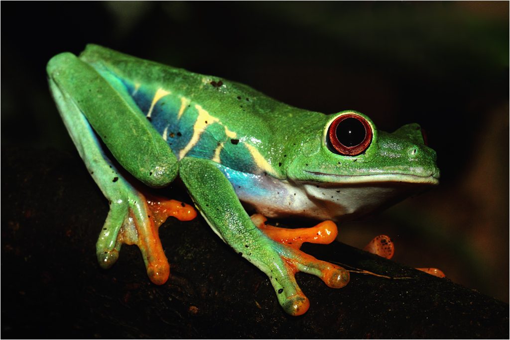 Grenouilles à yeux rouges vue de profil