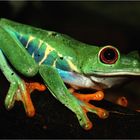 Grenouilles à yeux rouges vue de profil