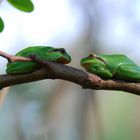 Grenouilles amoureuses