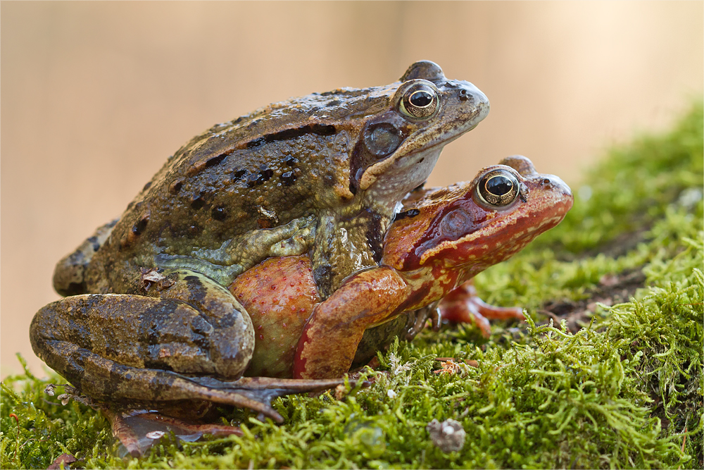 Grenouilles en chemin à l'eau * Grasfrösche auf dem Weg zum Laichplatz