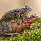 Grenouilles en chemin à l'eau * Grasfrösche auf dem Weg zum Laichplatz