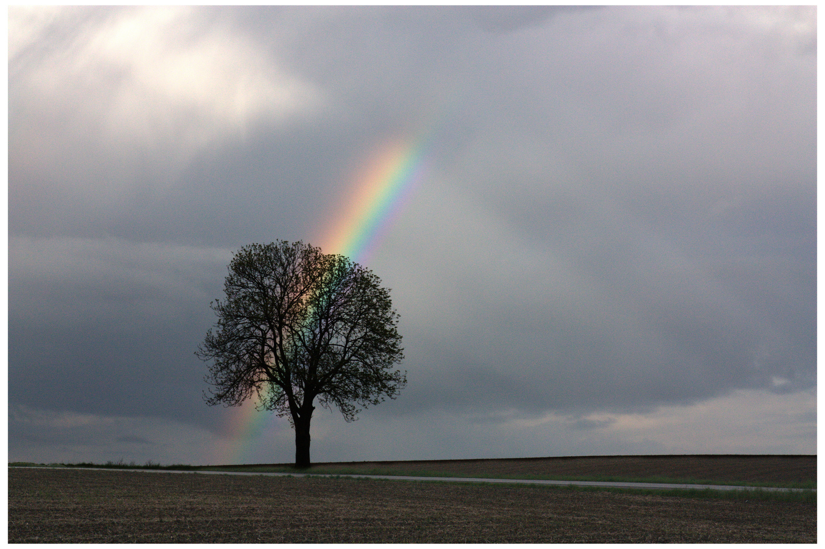 Grenzbaum vor Regenbogen