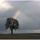 Grenzbaum vor Regenbogen