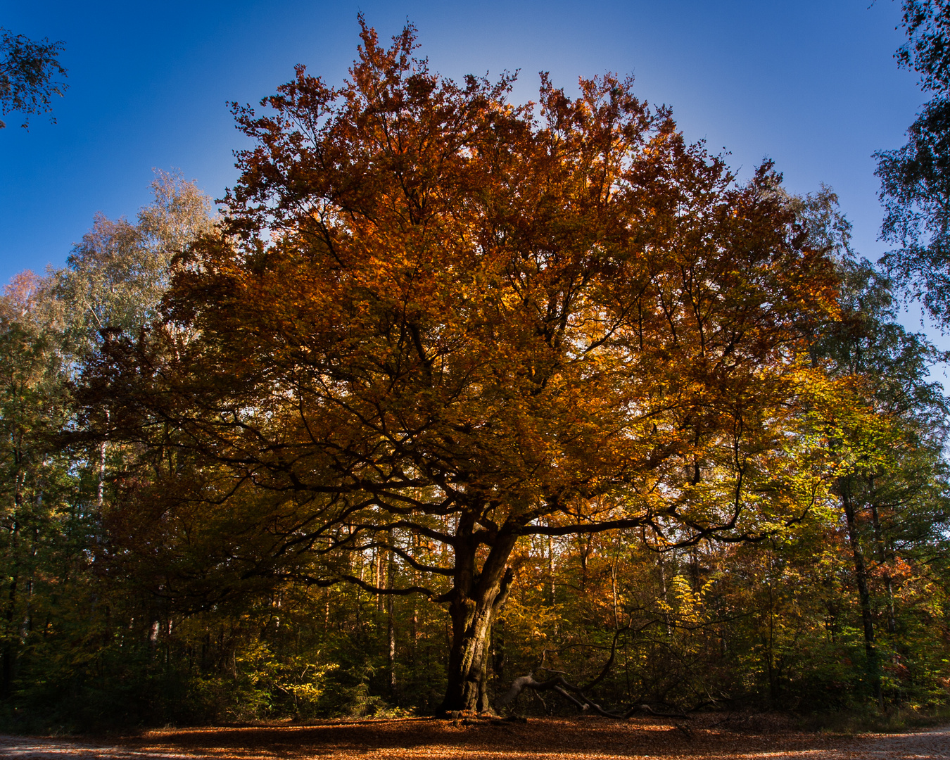 Grenzbuche im Herbst