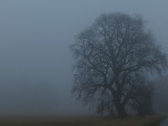 Grenzeiche im Nebel