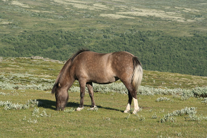 grenzenlose Weiten