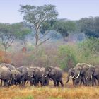 Grenzgänger - Elefantenherde aus dem Kongo