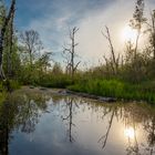 Grenzgraben im Donaumoos