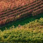 Grenzlinie im Weinberg