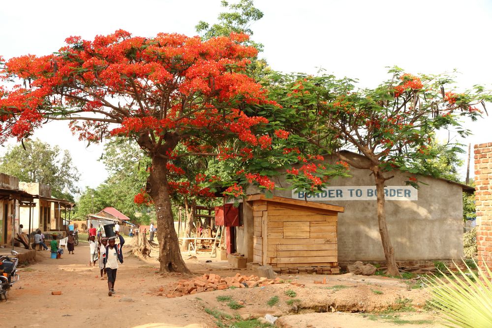 Grenzort Malawi mit Flammenbaum (Delonix regia)