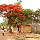 Grenzort Malawi mit Flammenbaum (Delonix regia)