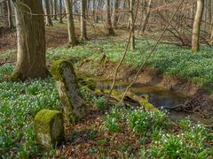 Grenzsteine im Hainich