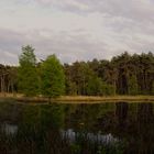 Grenzwald