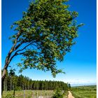 Grenzweg - links Wald rechts Moor