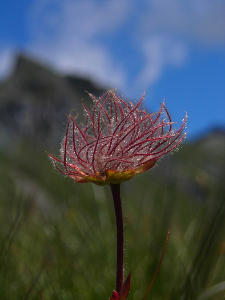 Gressoney 1