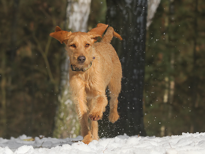 Greta - ein Griffon Fauve de Bretagne