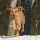 Greta - ein Griffon Fauve de Bretagne