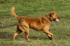 Greta (Fritz Halbschwester) beim Apport