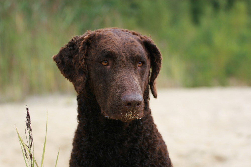 Greta mit Bärtchen