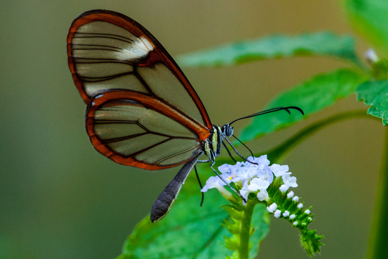 Greta oto (Glasflügel)