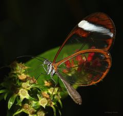 Greta oto-Glasschmetterling