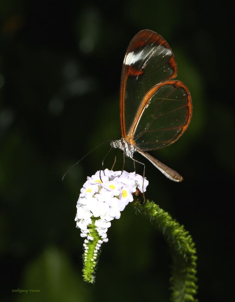 Greta oto-Glasschmetterling