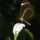 Greta oto-Glasschmetterling