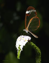 Greta oto-Glasschmetterling